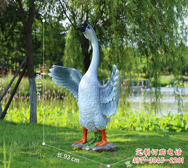 龙岩站立的灰色展翅天鹅